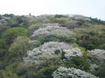山桜淡紅のグラデーション