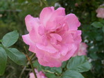 ローズ(西洋薔薇)