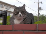 出会った野良猫