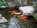 東覚寺苑池の鯉