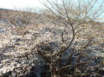３月27日の桜