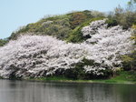 大池の桜