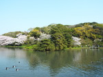 桜を映す大池
