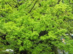 コナラ（小楢）の新緑