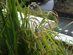 ベランダ水稲栽培の稲