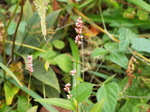 DSCF2966.JPG