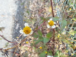 センダングサの花
