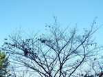 落葉の桜木と青天