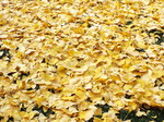 神宮外苑銀杏の敷き紅葉