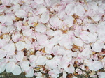 敷き桜