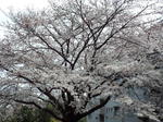 南面の巨大桜
