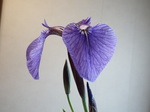 qIEMA