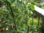 ベランダ菜園のミニトマト