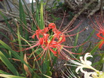 DSCF6270.JPG