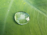 里芋の葉の上の水滴