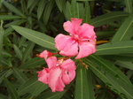 LE`NgE