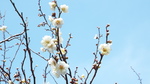 十二所果樹園の白梅
