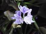 ホテイアオイ（布袋葵）の花