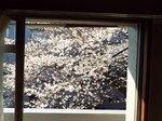 窓辺の桜