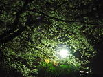 庭の夜桜