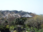 檑亭の庭から観る山桜