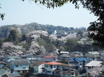 北鎌倉の桜風景