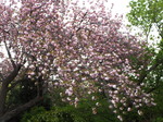 八重桜（里桜）