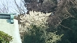 境内の山桜