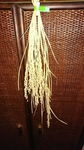 ニイガタコシヒカリの籾