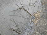 空と樹枝を映す雪解けの水溜り