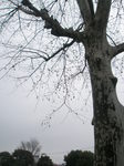 鈴懸の木