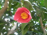 ucoL
