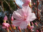 アカヤシオ(赤八染)