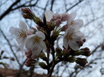 我が私的桜標本木の開花