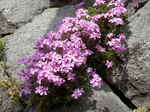 石垣のシバザクラ(芝桜)