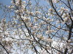 下栗の里に咲く山桜