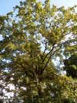 コナラの木