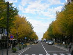 日本大通りの銀杏並木